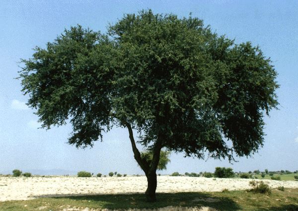 Acacia modesta (پھلائی  )