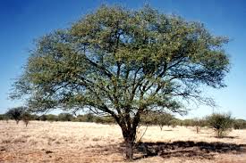 Acacia nilotica (کیکر )