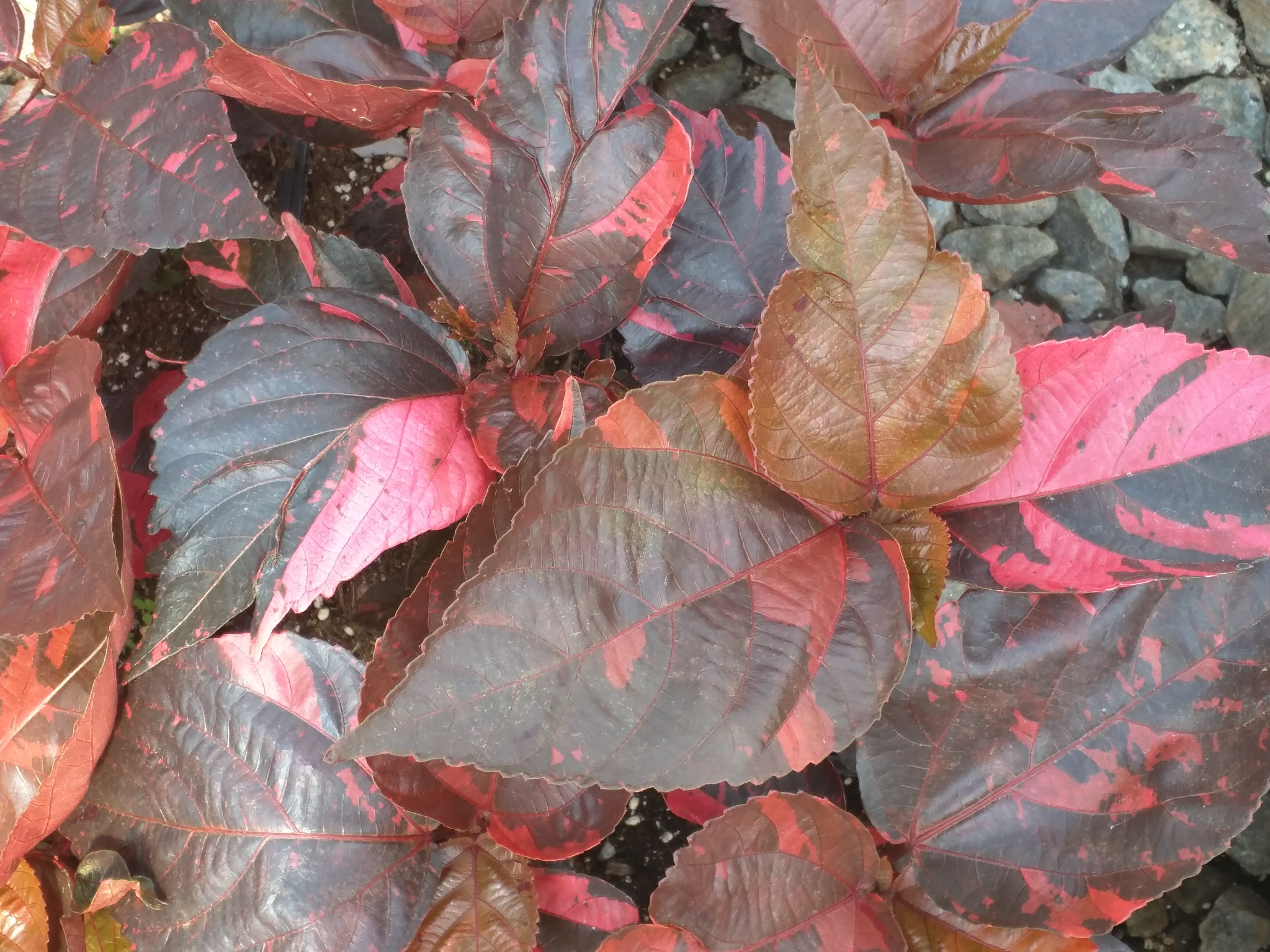 Acalypha Bronze Leave