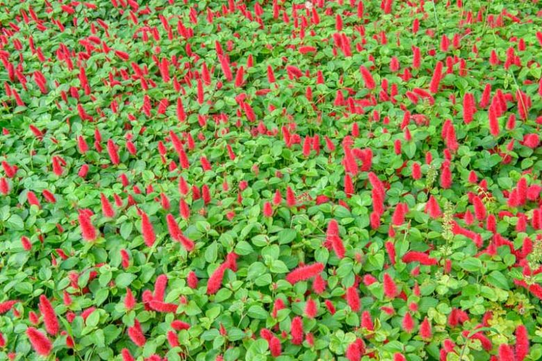 Acalypha Dwarf