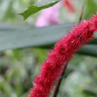 Acalypha Gut Wala phool