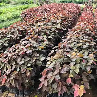 Acalypha Red