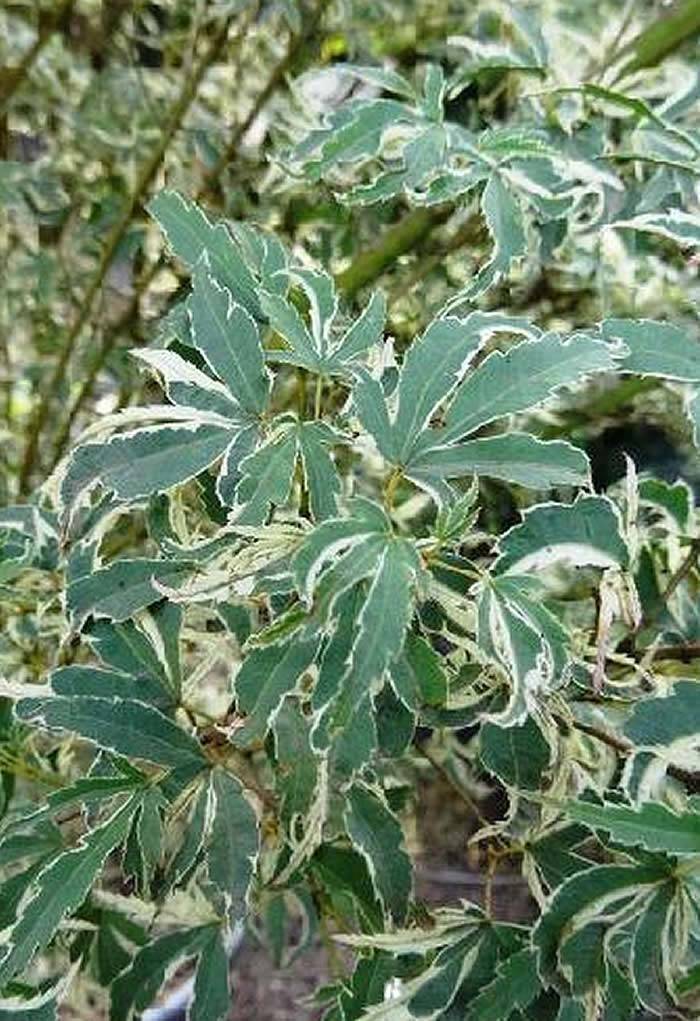 Acer Variegated