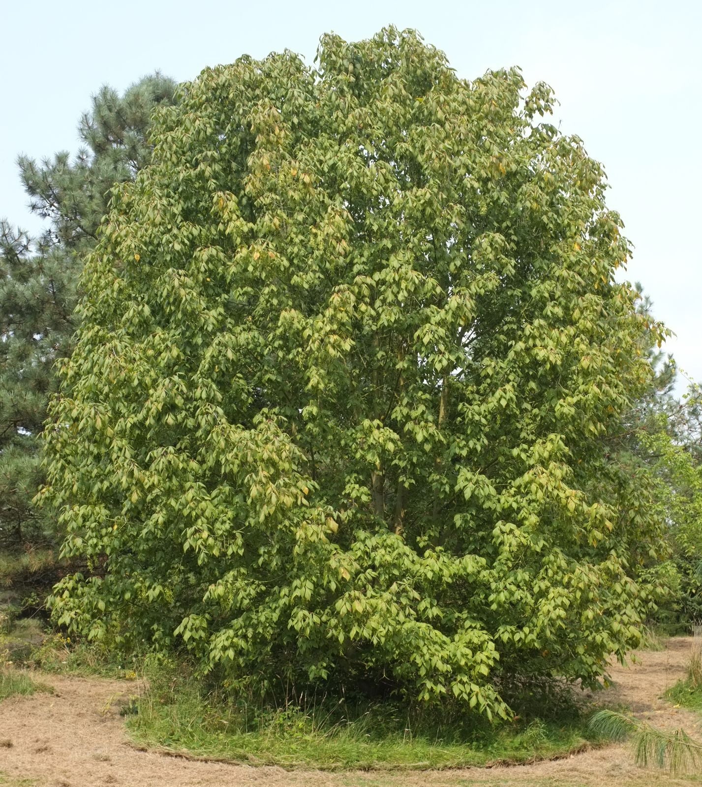 Acer negundo Variegatum