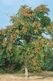 Ailanthus glandulosa (ایلنتھس)