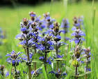 Ajuga Blue (Purple leaves)