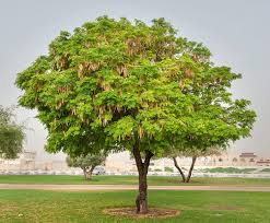 Albizia lebbeck (بلیک سیرس)