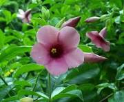 Allamanda Pink