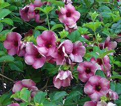 Allamanda Purple
