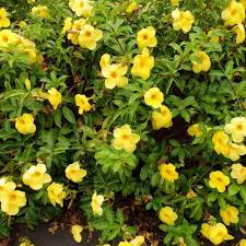 Allamanda Yellow