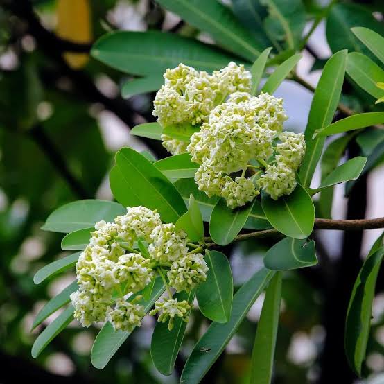 Alstonia