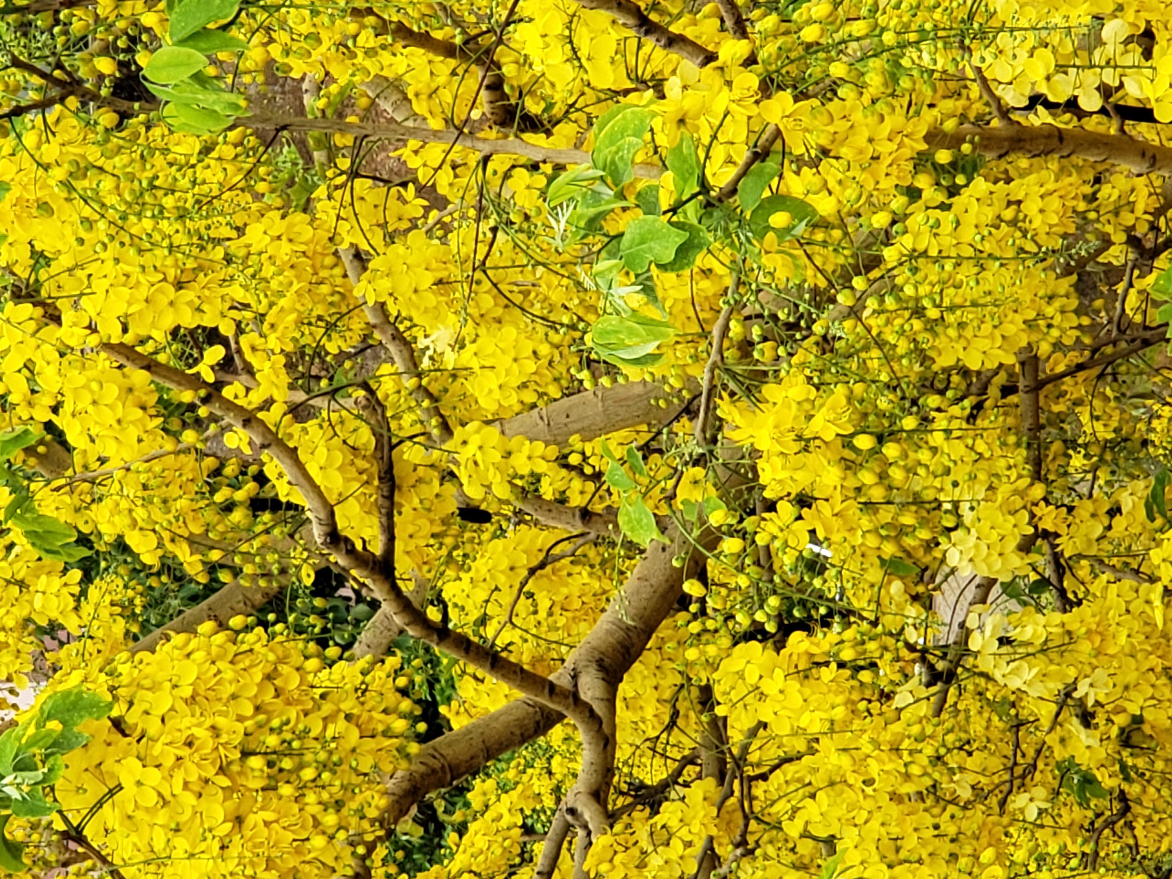Amaltas
