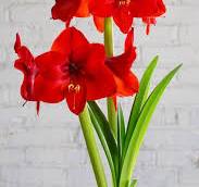 Amaryllis Red