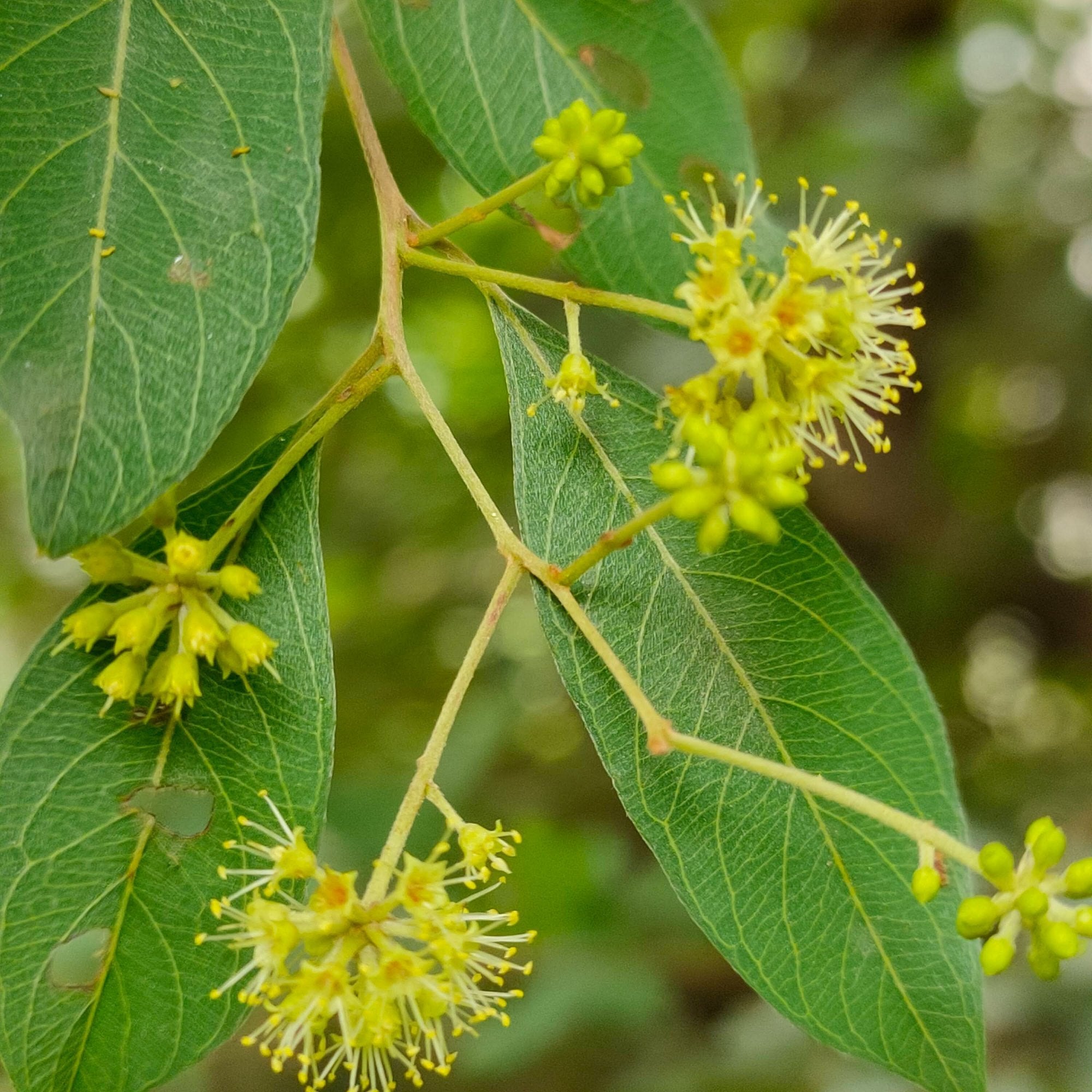Anogeissus pendula (دھونک)