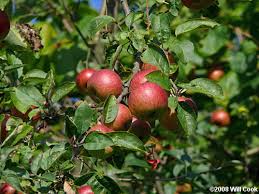 Apple (Saib)
