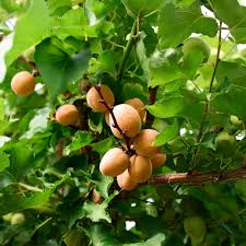 Apricot (Khubani)