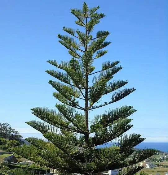 Araucaria