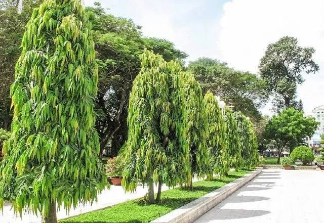 Ashoka Tree