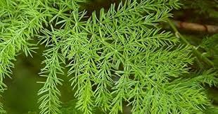 Asparagus Creeper