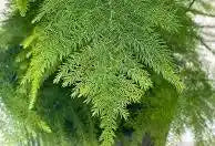 Asparagus Plumosas