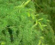 Asparagus (different verities)