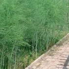 Asparagus officinalis