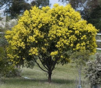 Australian Wattle