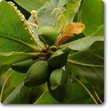Badam (Almond)