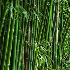 Bambusa arundinacea (Gold Bamboo گولڈ بانس)