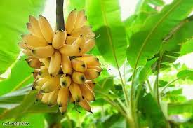 Banana (Kela)