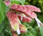 Beloperone (Shrimp Flower)