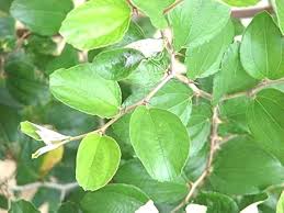 Beri patta / Nag Phalli