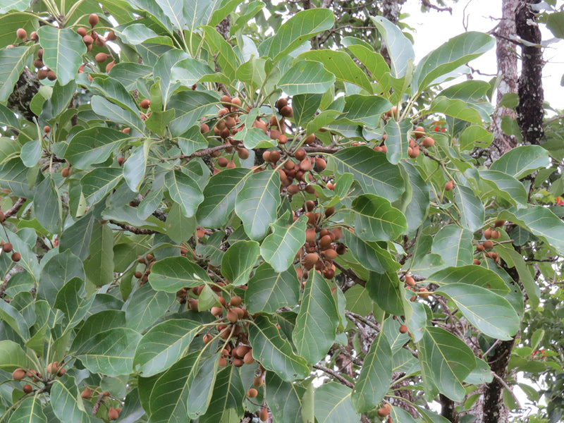 Bhera