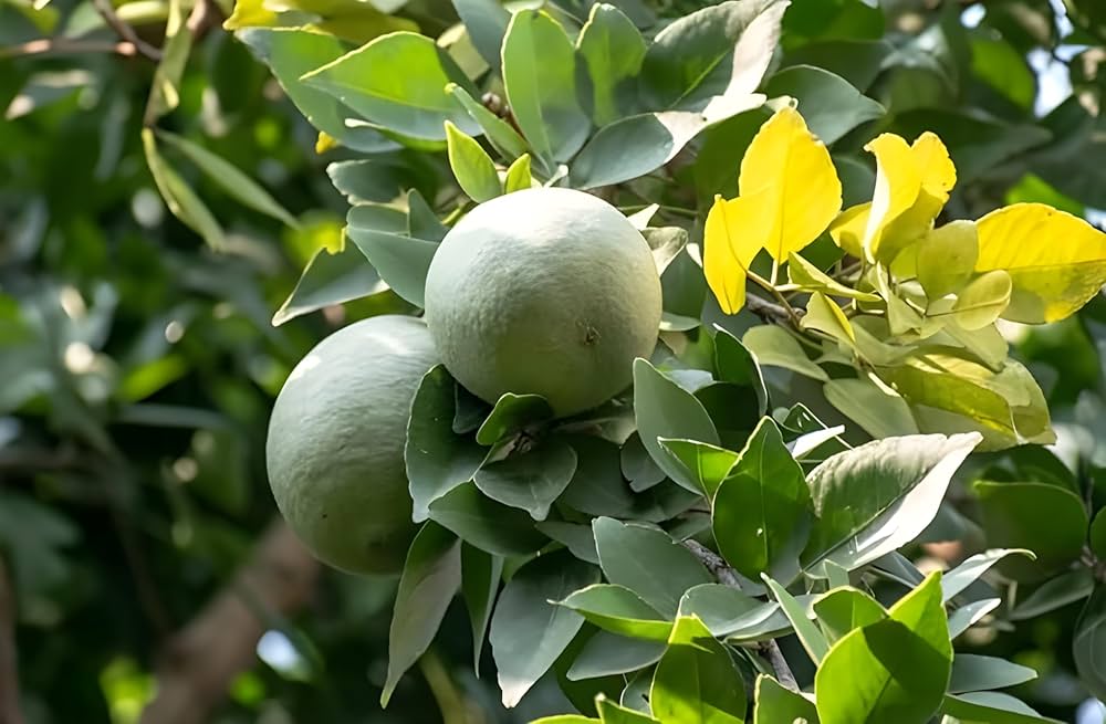 Billgary (Stone Apple)