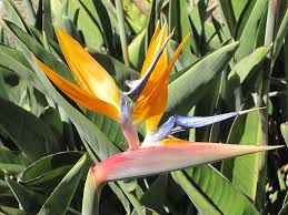 Bird of Paradise Dwarf