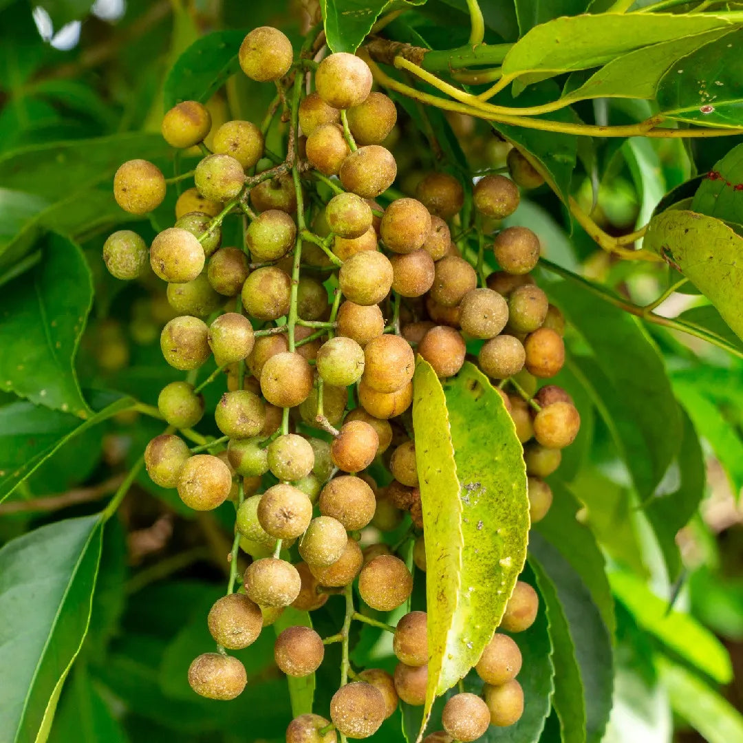 Bischofia (Andarkani)