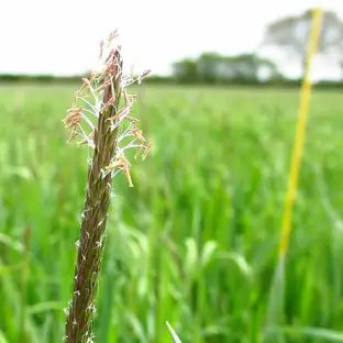 Black Grass