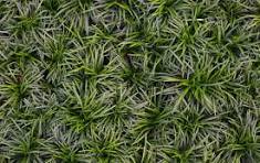 Black Grass ( Dwarf Mondo Grass)