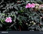 Blue Tecoma (Pink Trumpet Vine)