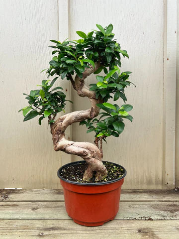 Bohri (Ficus Retusa)