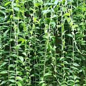 Bombay Creeper (Curtain creeper)
