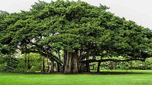 Borh (Banyan)