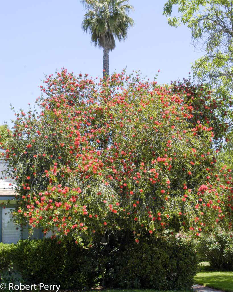 Bottle Brush(Lemon)