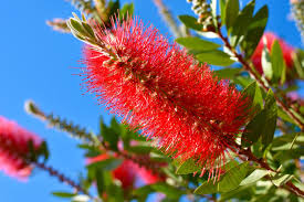 Bottle Brush (Red Flower)