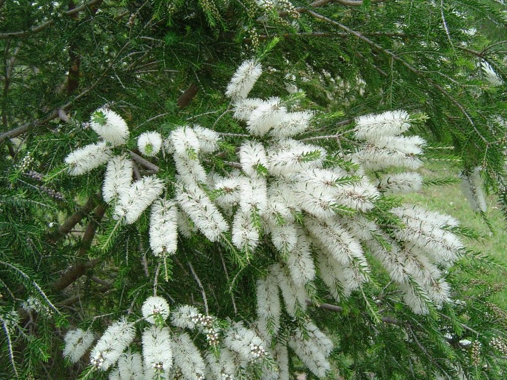 Bottle Brush (White)