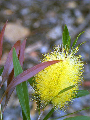 Bottle Brush (Yellow)