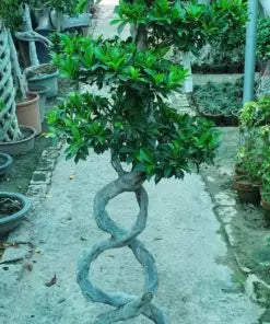 Bottle Neck Bonsai Thai (Surahi L)