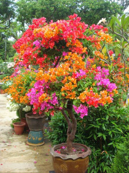 Bougain Villea Grafted