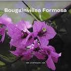 Bougainvillea Formusa