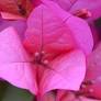 Bougainvillea Pink Single